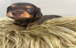 Miniature Dachshund dogs for sale: 🤍🐾🐻 READY TO GO 1ST SEPTEMBER 🐻🐾🤍 - Image 8