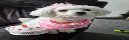 Maltese dogs for sale: 2 year old maltese female in Reading - Advert 3