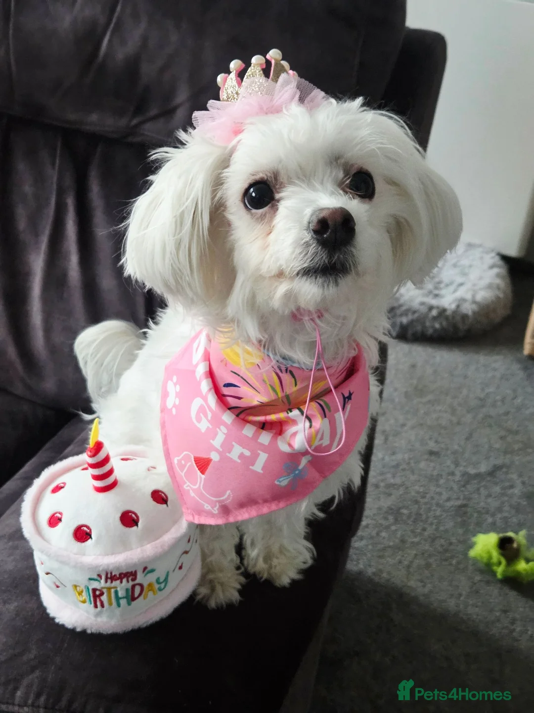 Maltese dogs for sale: 2 year old maltese female in Reading - Advert 3