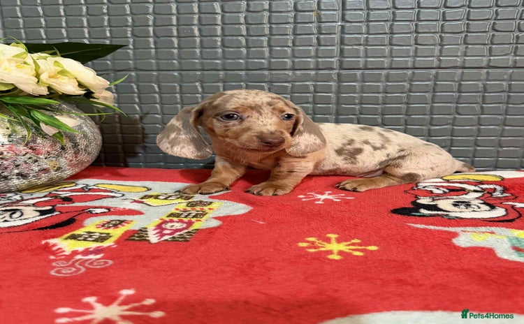 Dachshund dogs Miniature Dachshund Puppies - Advert 6