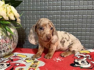 Dachshund dogs Miniature Dachshund Puppies - Advert 3