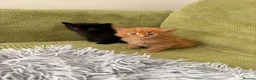 Maine Coon cats for sale: Gorgeous Maine Coon Kittens  - Advert 8