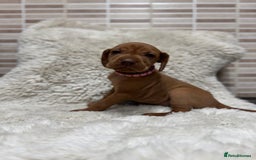 Hungarian Vizsla dogs for sale: 10 Hungarian Vizsla puppies - 6 boys & 4 girls - Image 15