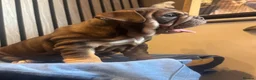 English Bulldog dogs for sale: English Bulldog Female  - Advert 20