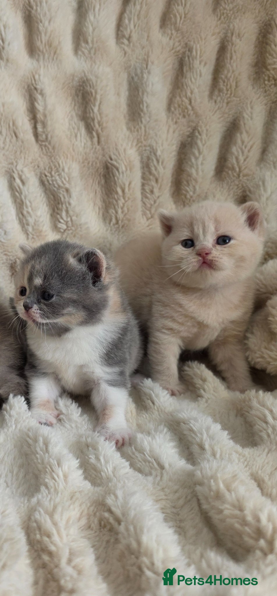 British Shorthair cats for sale: Beautiful champion GCCF British Shorthair Kittens  - Advert 15