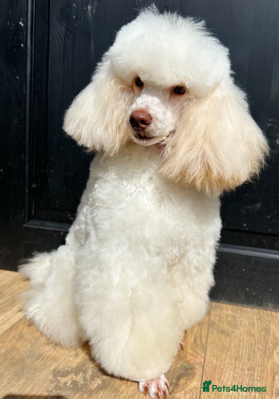 Toy Poodle dogs for stud: Top Quality KC Toy Poodle for Stud in Bury Saint Edmunds - Advert 2