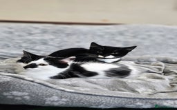 Mixed Breed cats for sale: Kittens for sale  - Image 8