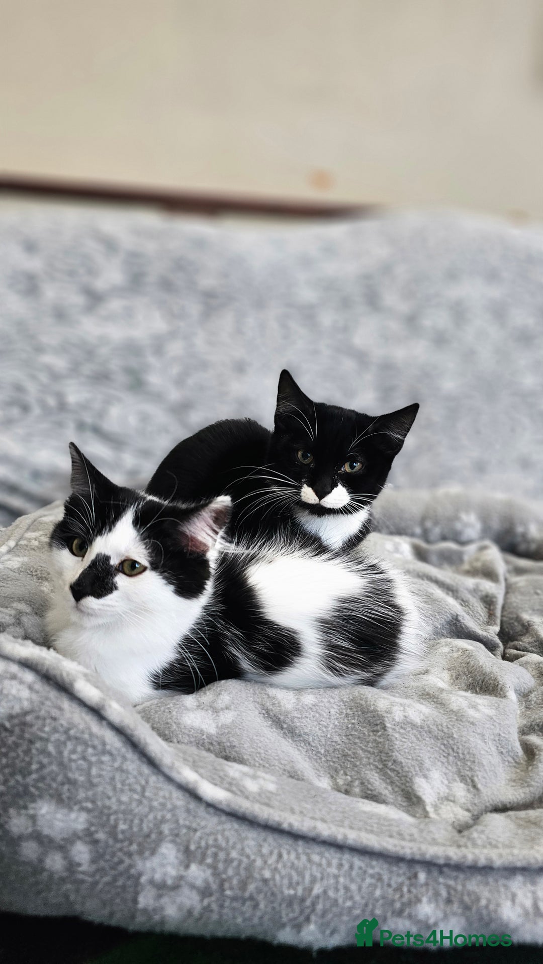 Mixed Breed cats for sale: Kittens for sale  - Image 8