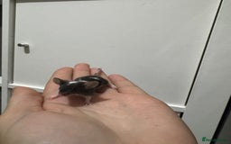 Mouse rodents for sale: Male mice for sale  - Image 4