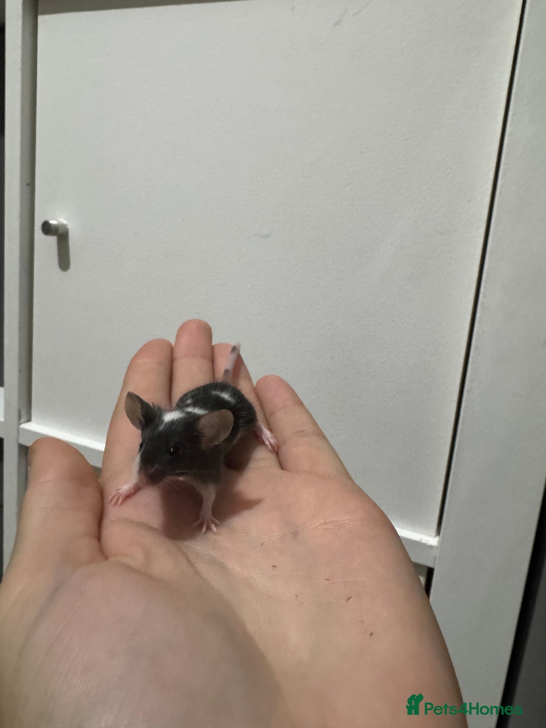 Mouse rodents for sale: Male mice for sale  - Image 4