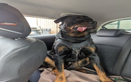 Rottweiler dogs for stud: Rotweiller For Stud - Image 4