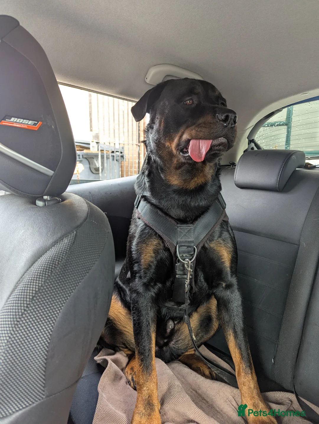 Rottweiler dogs for stud: Rotweiller For Stud - Advert 4