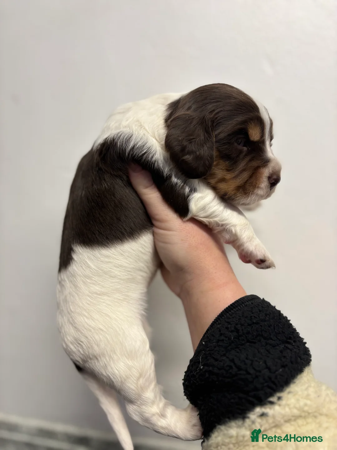 Cocker Spaniel dogs for sale: ✨ Cocker Spaniel Puppies ✨ - Advert 12