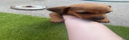 Miniature Dachshund dogs for sale: Miniature Dachshund  - Advert 2