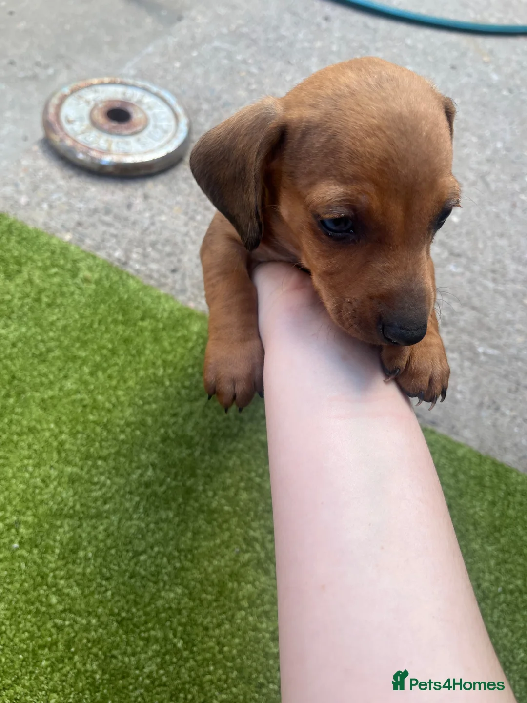 Miniature Dachshund dogs for sale: Miniature Dachshund  - Advert 2