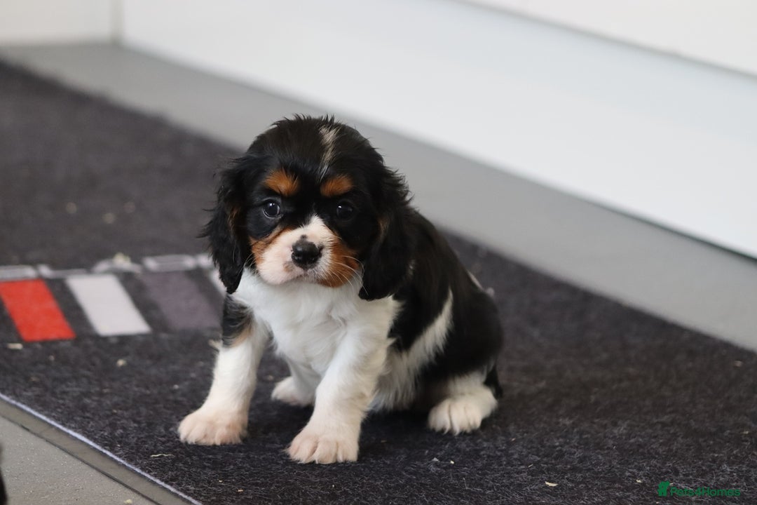 Cavalier King Charles Spaniel dogs for sale: Cavalier King Charles Puppies for sale - Advert 23