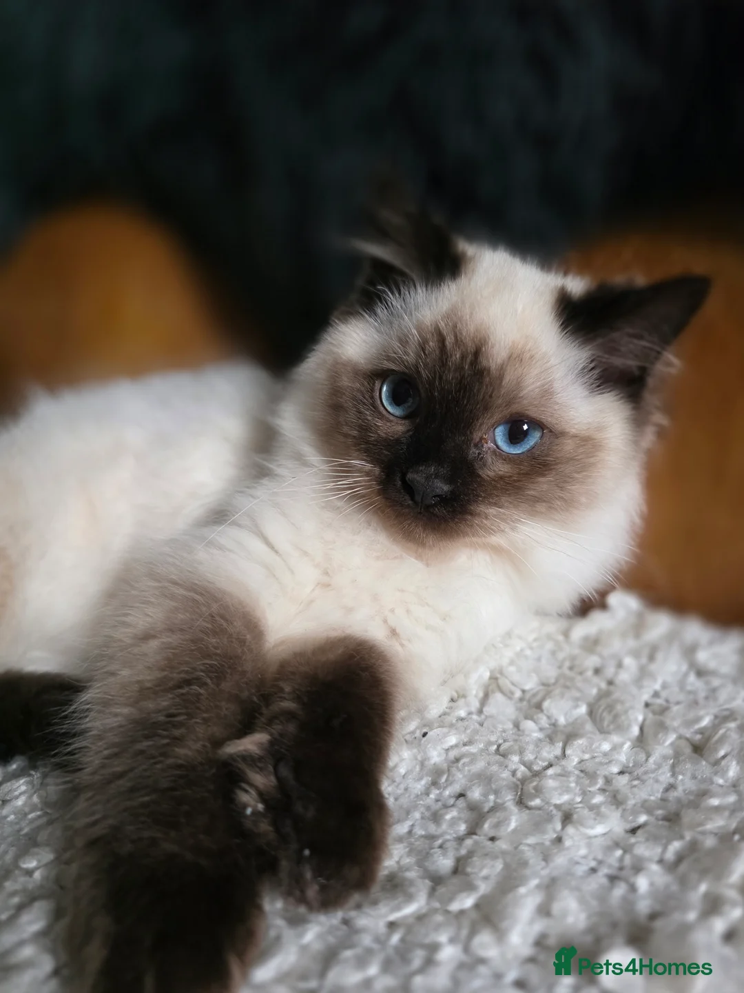 Ragdoll cats for sale: Beautiful Ragdoll Kittens - Advert 8