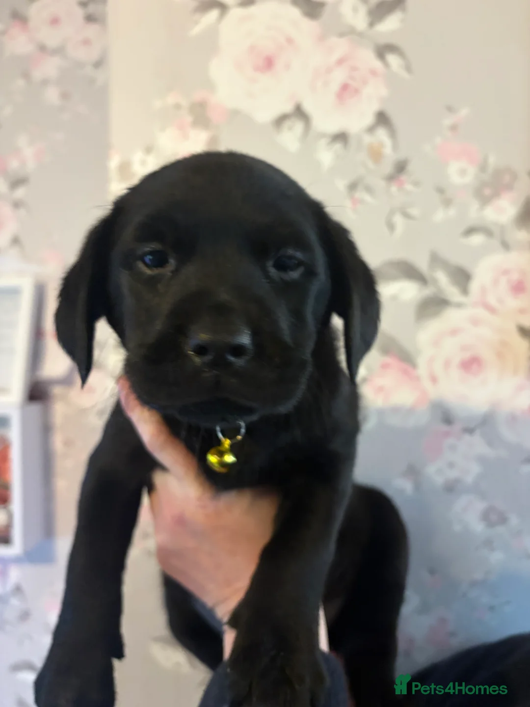 Labrador Retriever dogs for sale: 🐾 Gorgeous Labrador Puppies for Sale 🐾  - Advert 5