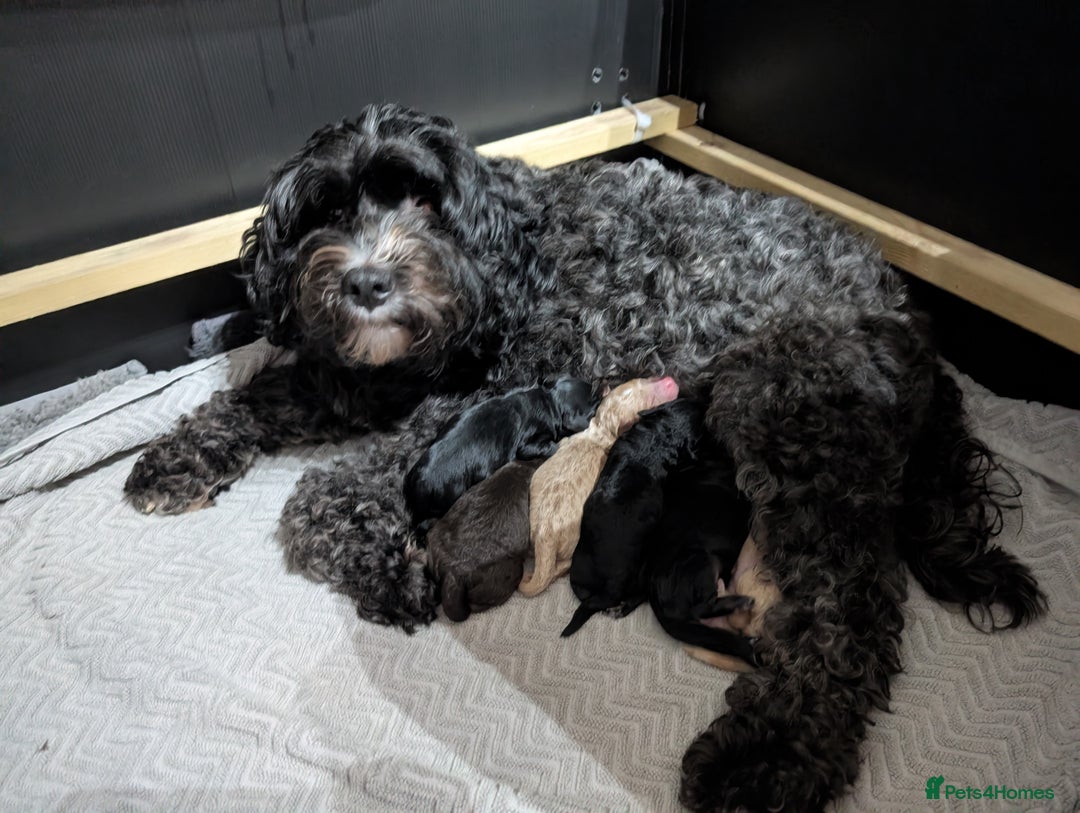 Mixed Breed dogs for sale: Stunning litter of F1B Ttoodle puppies - Advert 2