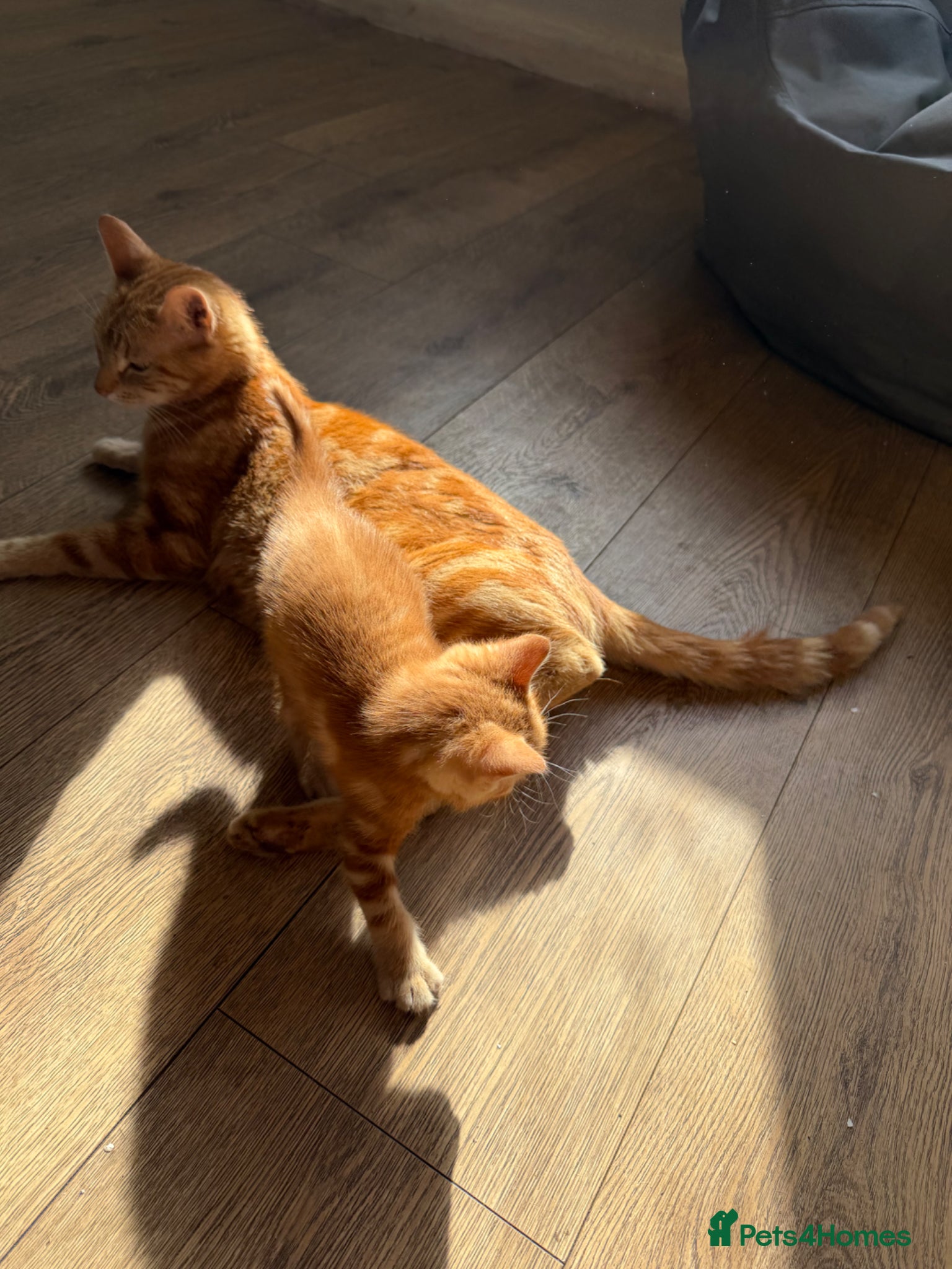 Mixed Breed cats 1 ginger female  - Advert 3