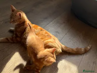 Mixed Breed cats 1 ginger female - Advert 2