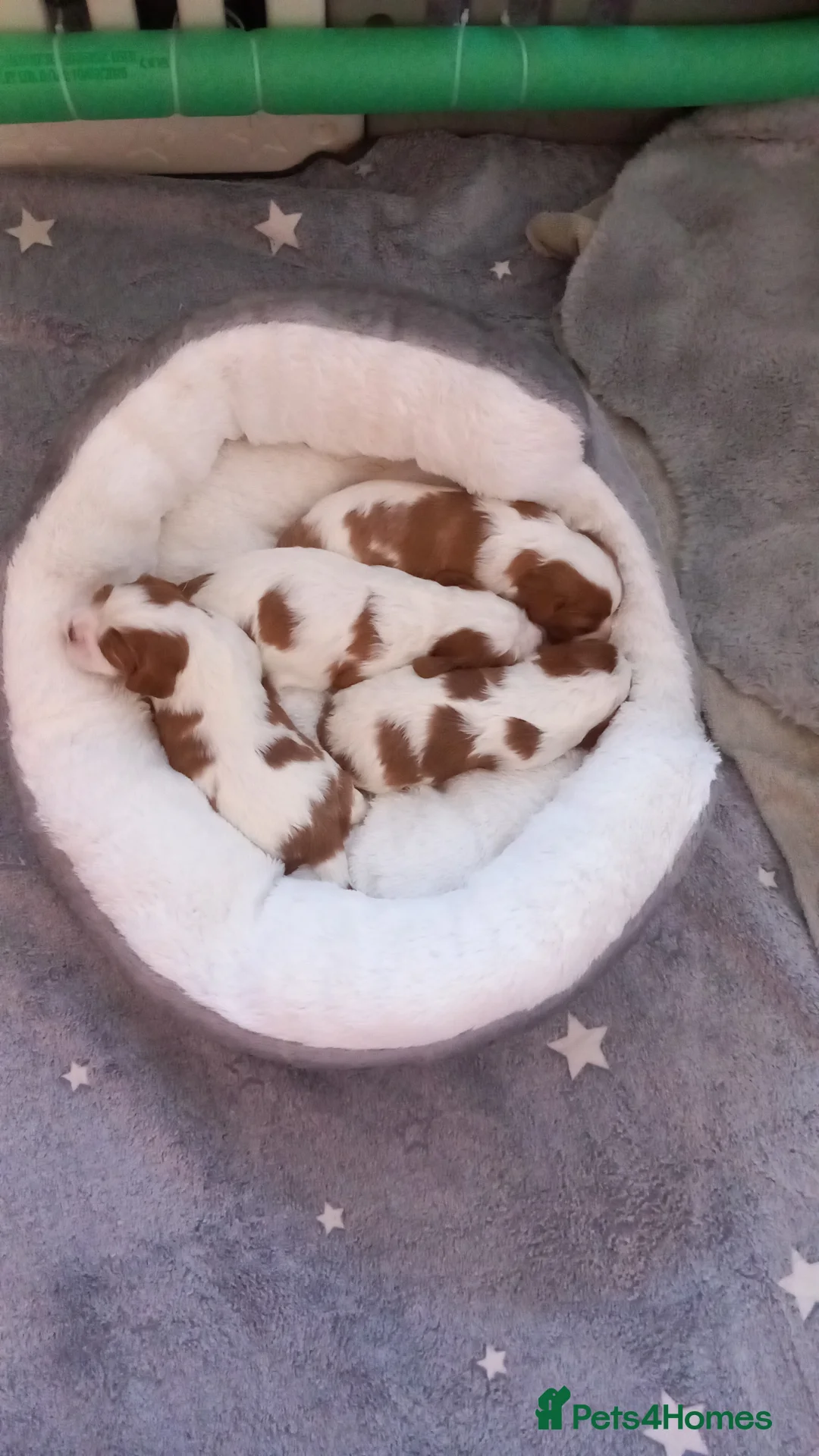 Cavalier King Charles Spaniel dogs for sale: Cavalier King Charles puppies  in Lanark - Advert 1