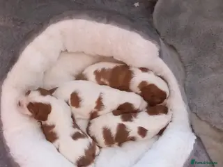 Cavalier King Charles Spaniel dogs Cavalier King Charles puppies - Advert 7