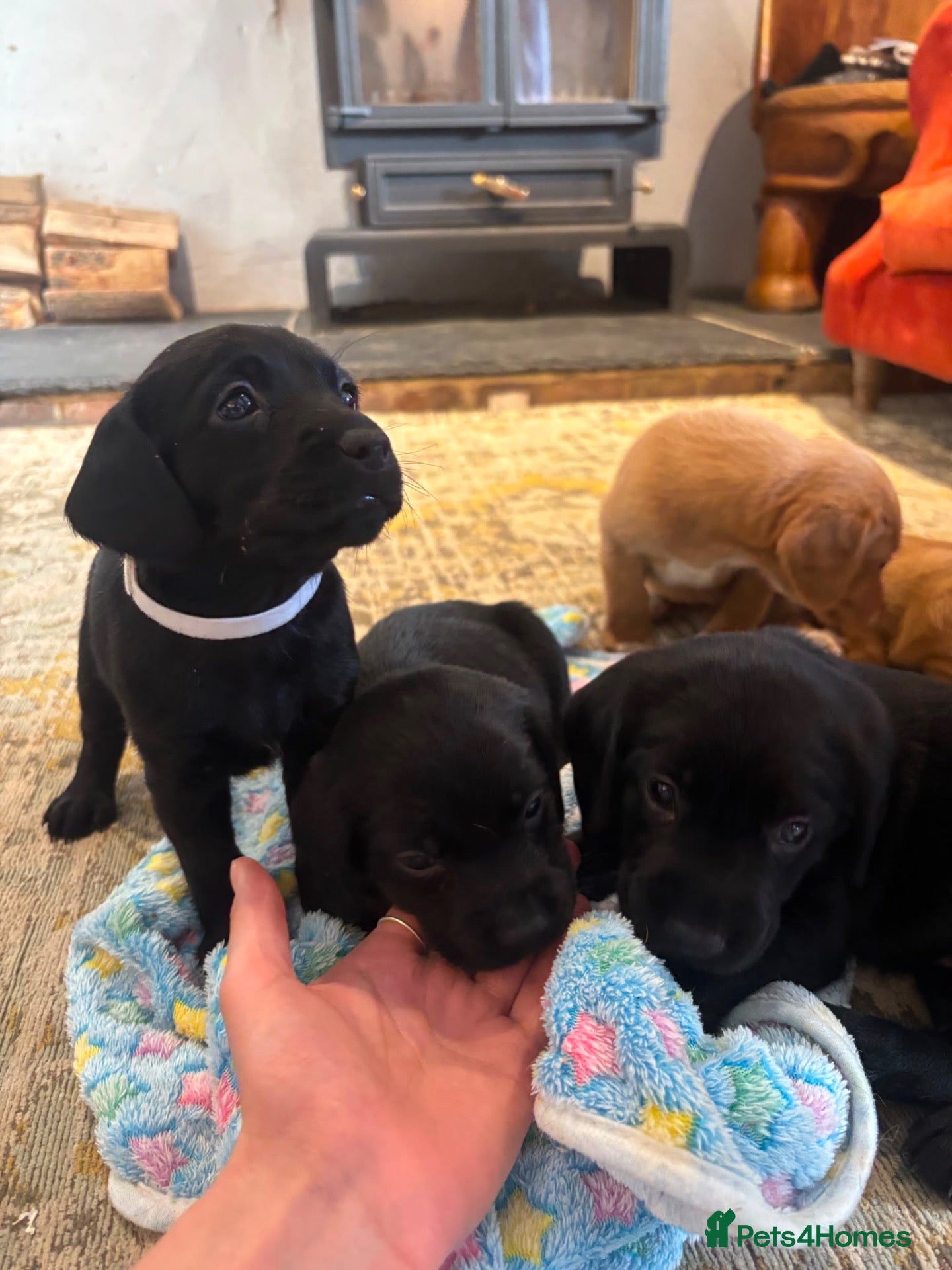 Cockerdor dogs 4 of 6 beautiful Cockador puppies - Advert 1