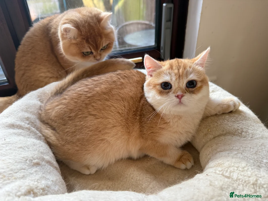 British Shorthair cats for sale: GCCF reg BSH and BLH Chocolate Golden Kittens - Advert 21