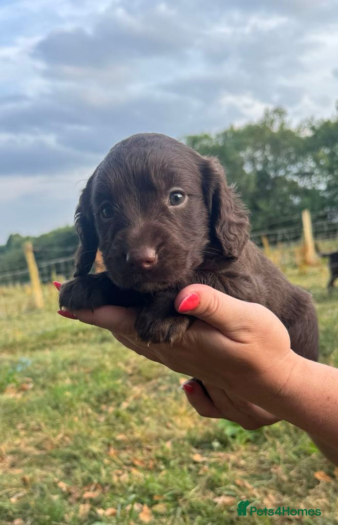 Mixed Breed dogs for sale: 2 beautiful puppies  - Image 1