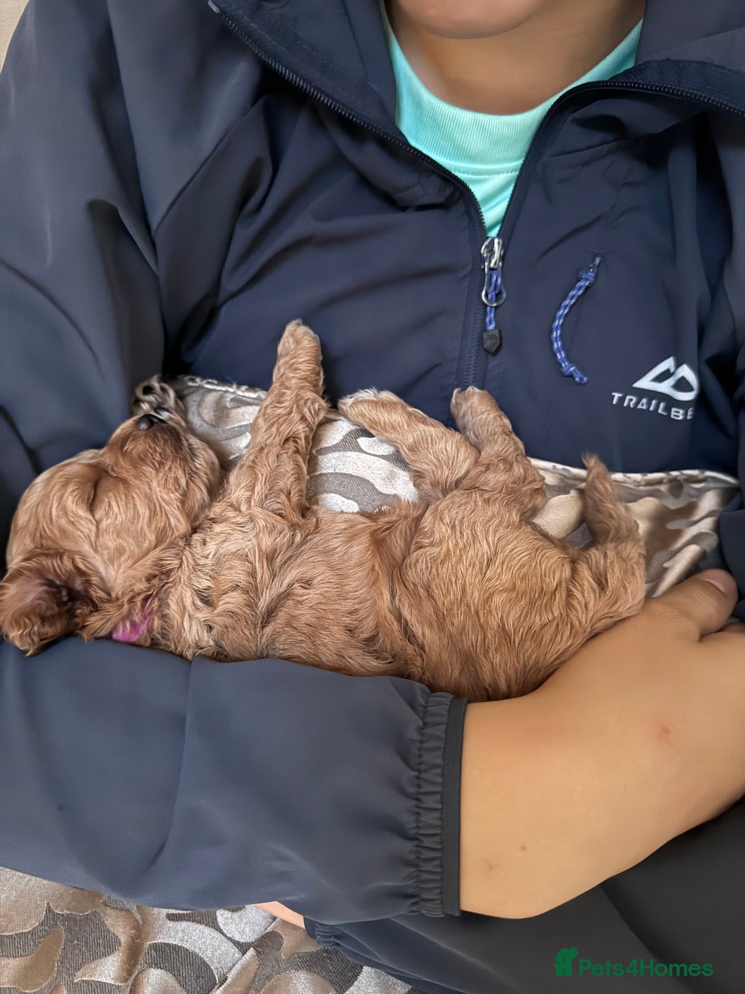 Cockapoo dogs for sale: Adorable cockapoo puppies for sale  - Image 29