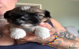Lhasa Apso dogs for sale: 6 beautiful Lhasa Apso puppies - Image 18