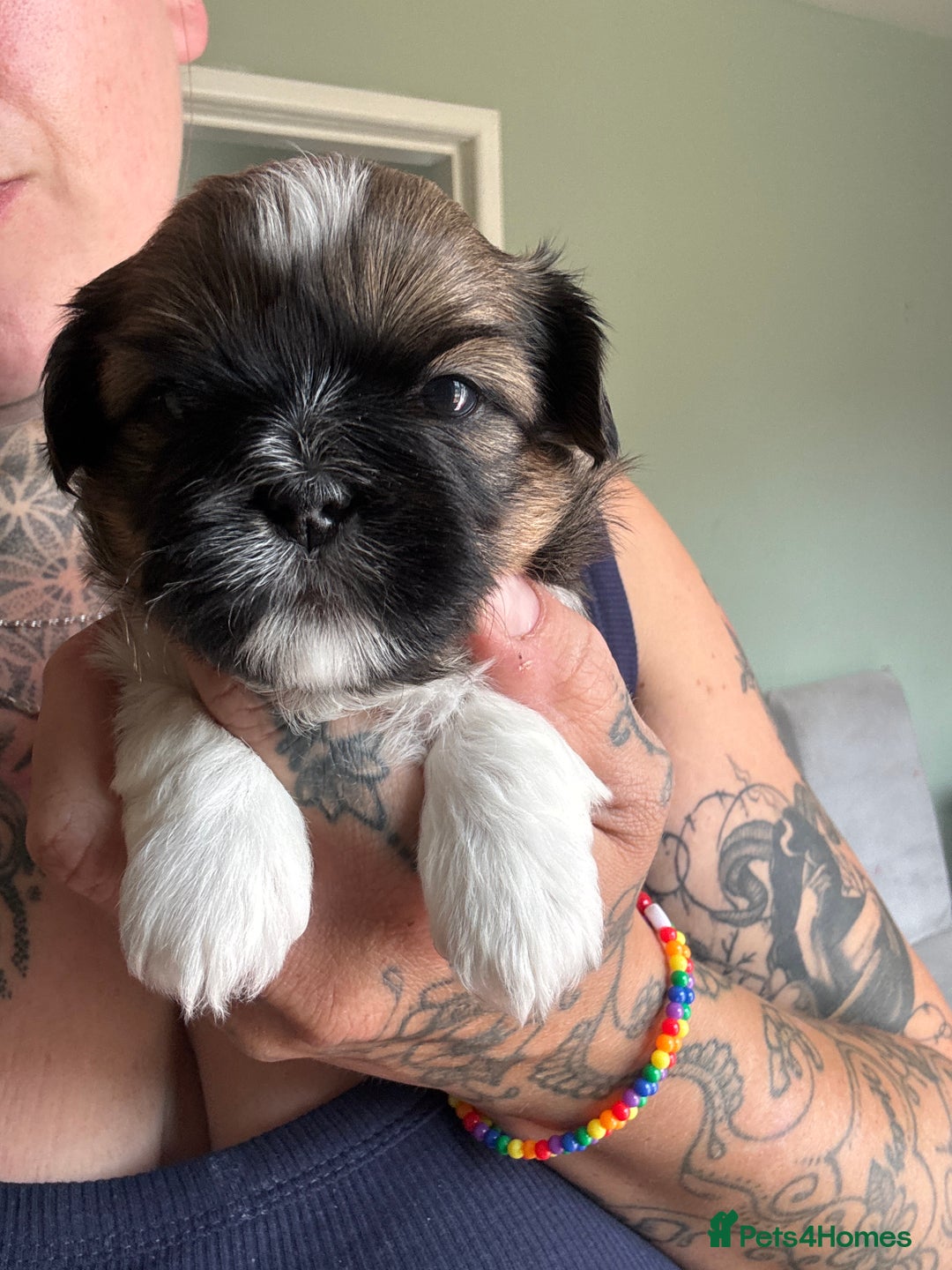 Lhasa Apso dogs for sale: 6 beautiful Lhasa Apso puppies - Image 18