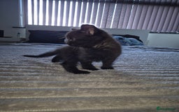 British Shorthair cats for sale: 5 kittens looking for a new home - Image 8