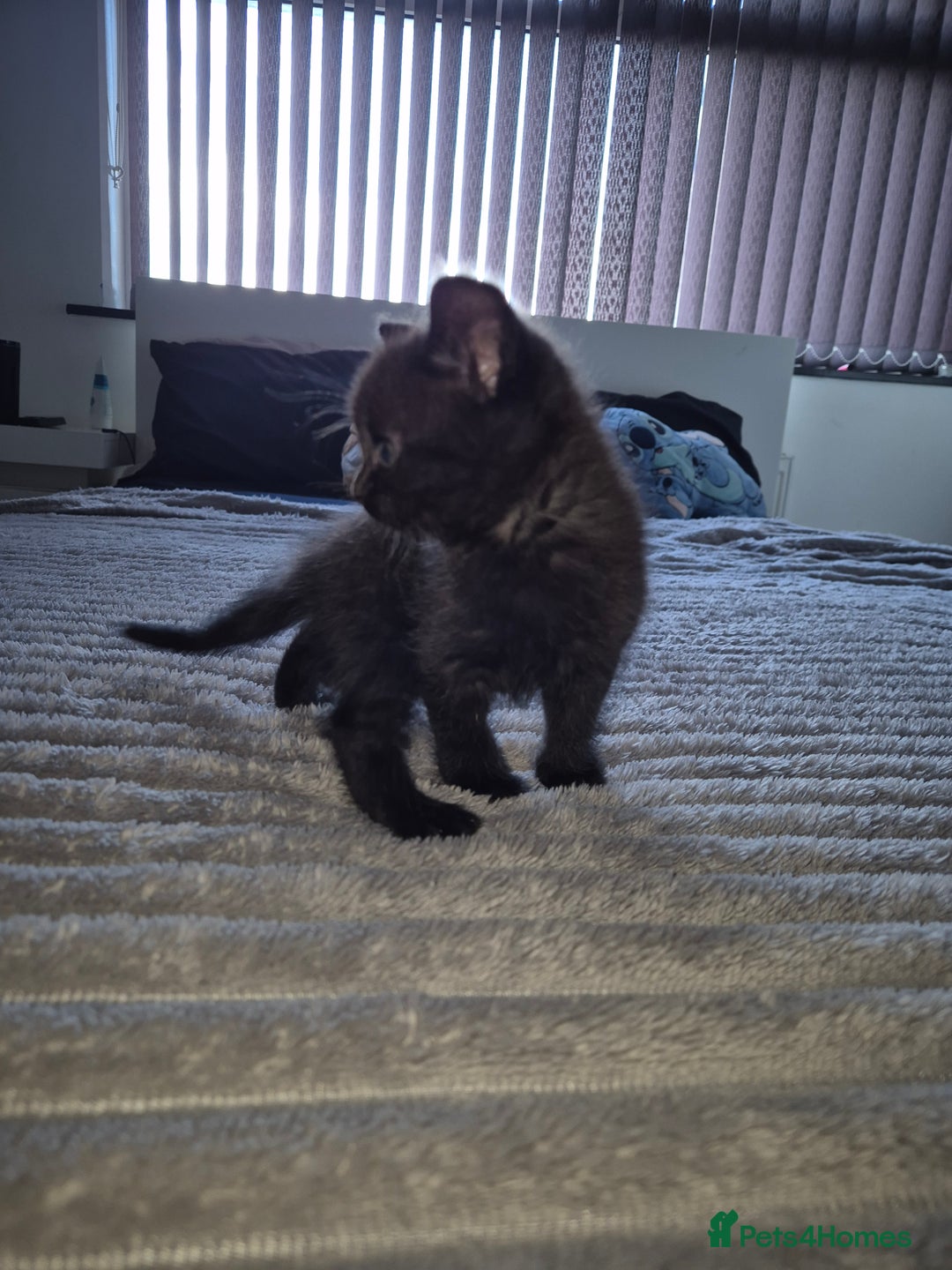 British Shorthair cats for sale: 5 kittens looking for a new home - Image 8