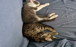 European cats for sale: Ketten  - Image 3