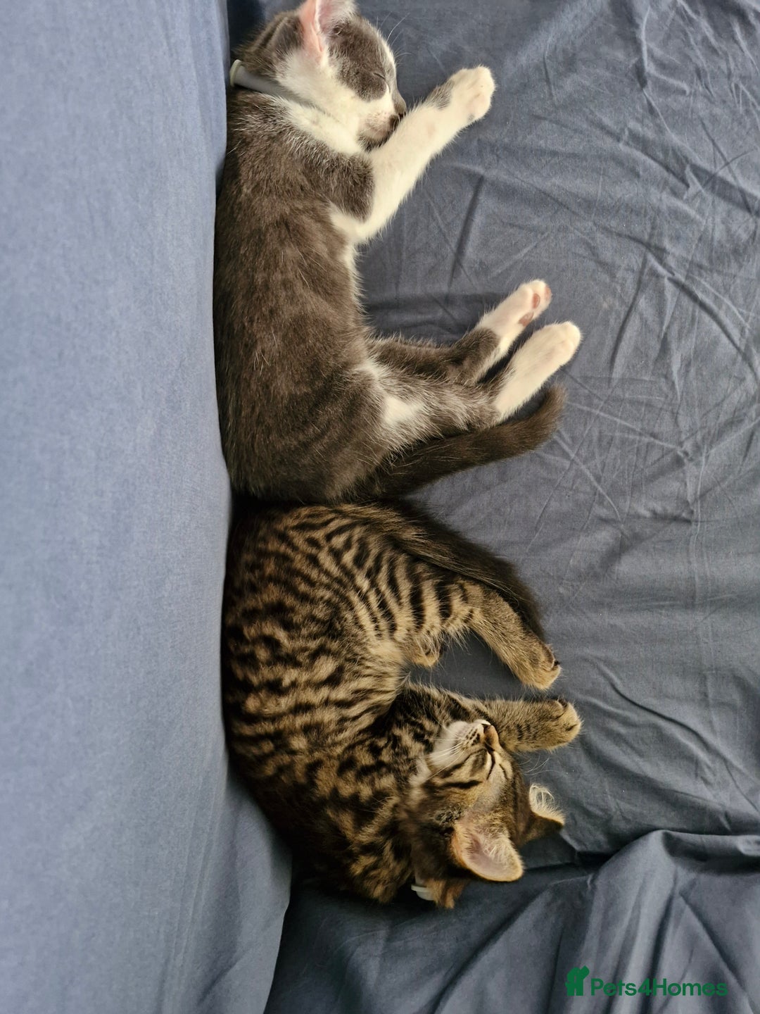 European cats for sale: Ketten  - Image 3