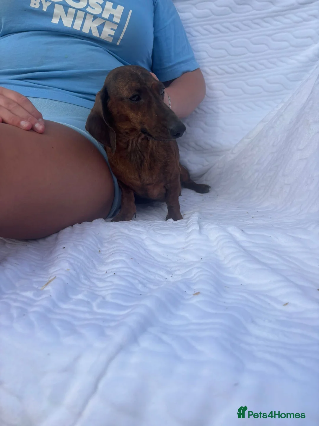 Miniature Dachshund dogs for sale: Miniature dachshund puppies available  in Uckfield - Advert 15