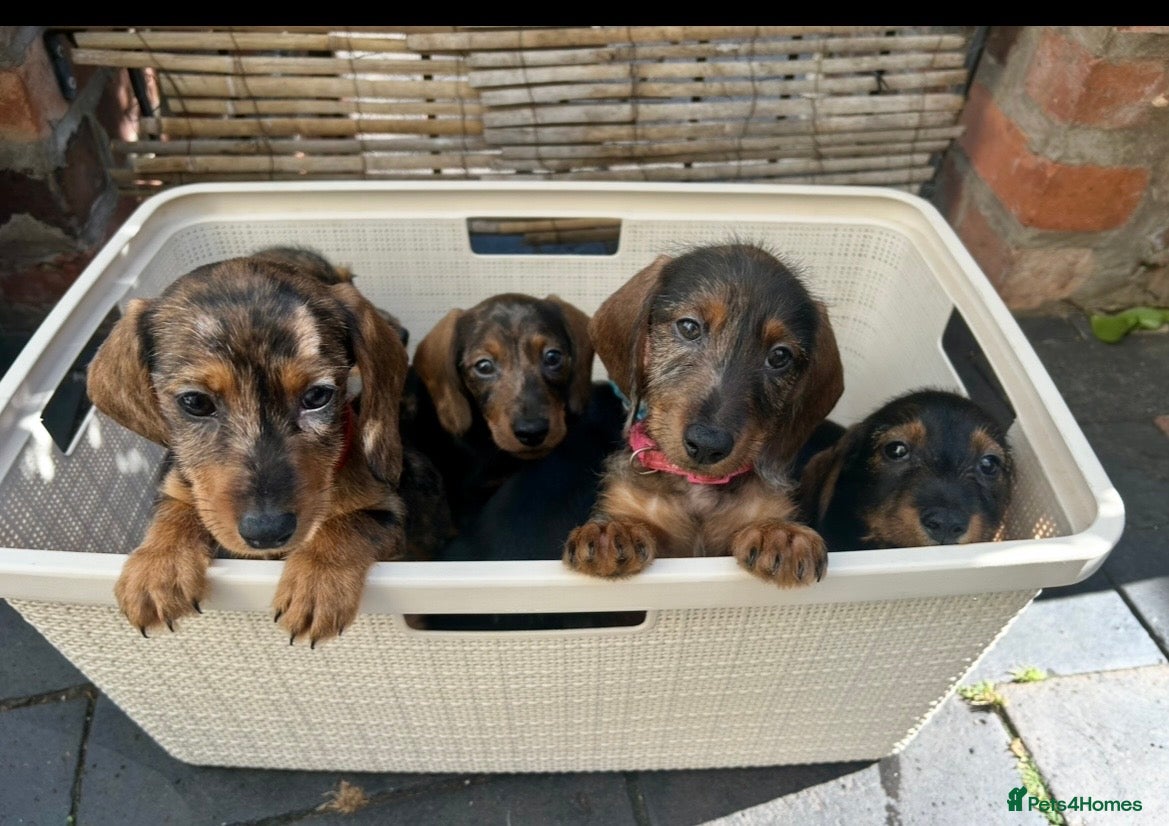 Miniature Dachshund dogs Miniature smooth hair x wire hair  - Advert 3