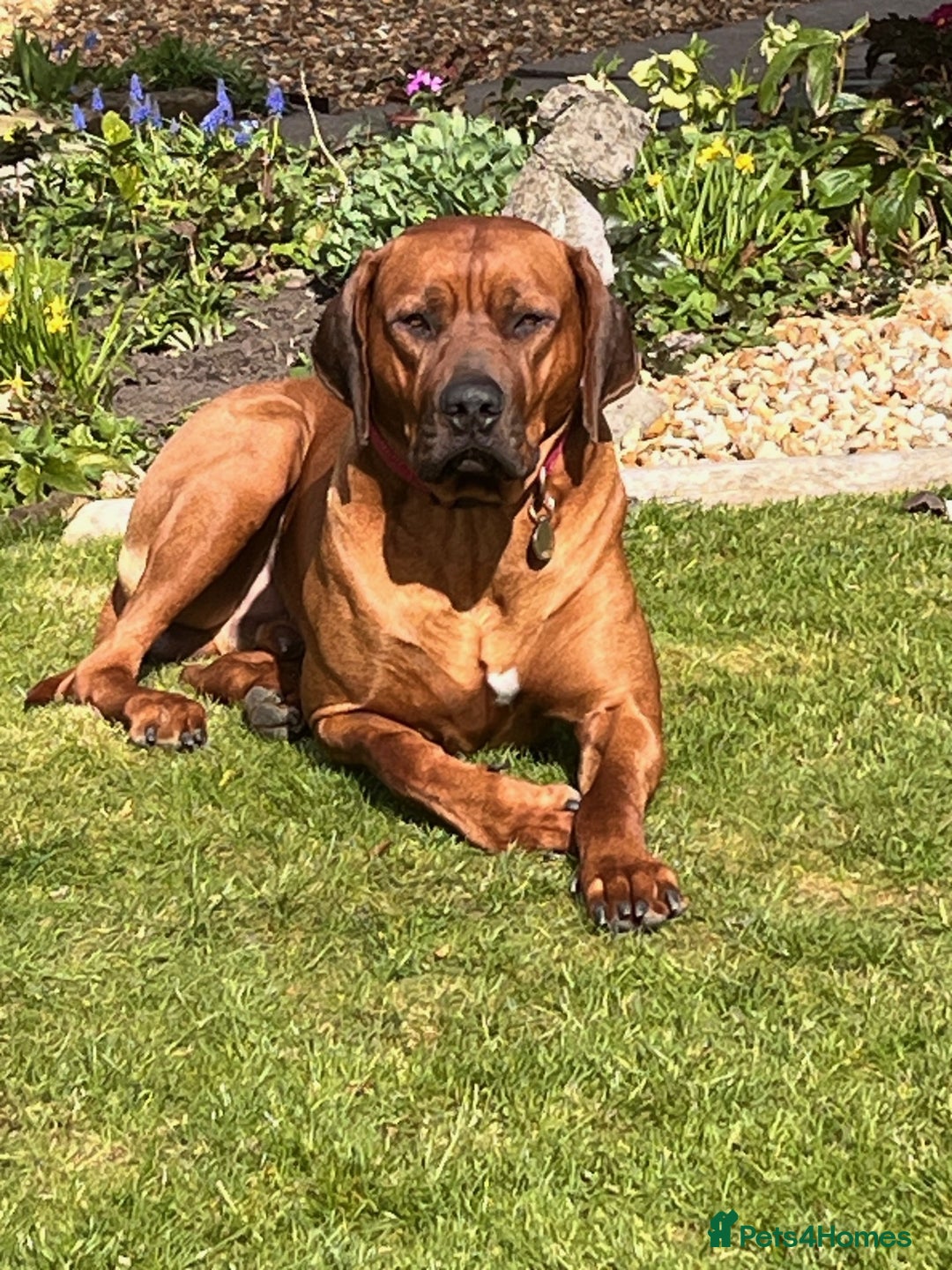 Rhodesian Ridgeback dogs for sale: Skyleridge Ridgebacks  - Advert 2