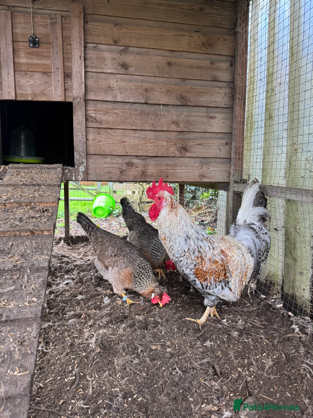 Chickens poultry for sale: Legbar - Advert 5