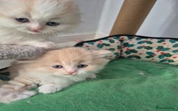 Scottish Fold cats for sale: Three stunning kittens - Image 9