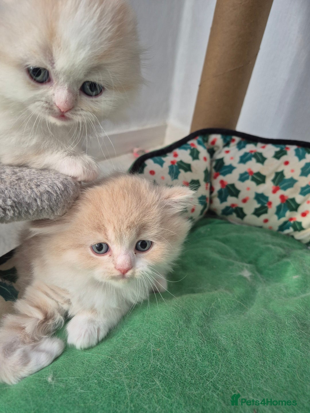 Scottish Fold cats for sale: Three stunning kittens - Image 9