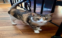 British Shorthair cats for sale: Two beautiful calico sisters-big kitties  - Image 2