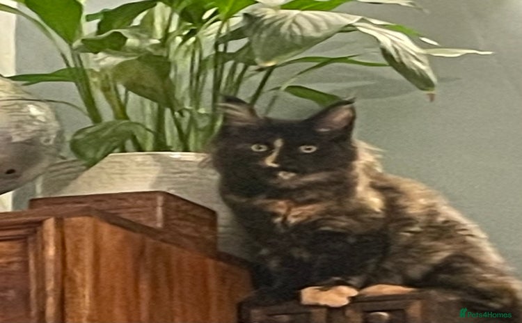 Maine Coon cats Maine Coon purebred girls - Advert 3