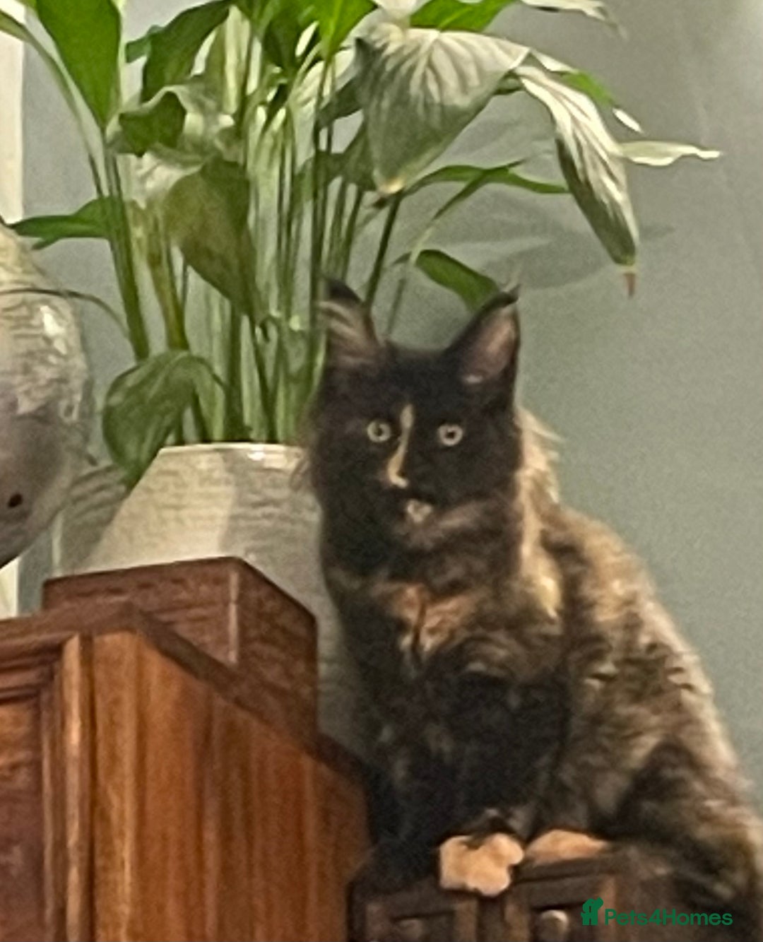 Maine Coon cats for sale: Maine Coon purebred girls - Advert 1