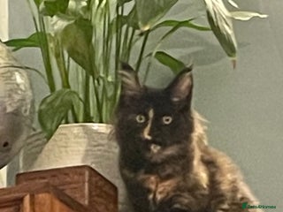 Maine Coon cats Maine Coon purebred girls - Advert 1