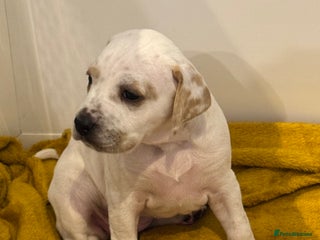 Pointer dogs Beautiful litter of Top Quality Pointer Puppies - Advert 3