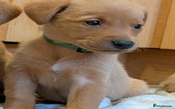 Labrador Retriever dogs for sale: Stunning litter of Labrador retriever pups  - Advert 19