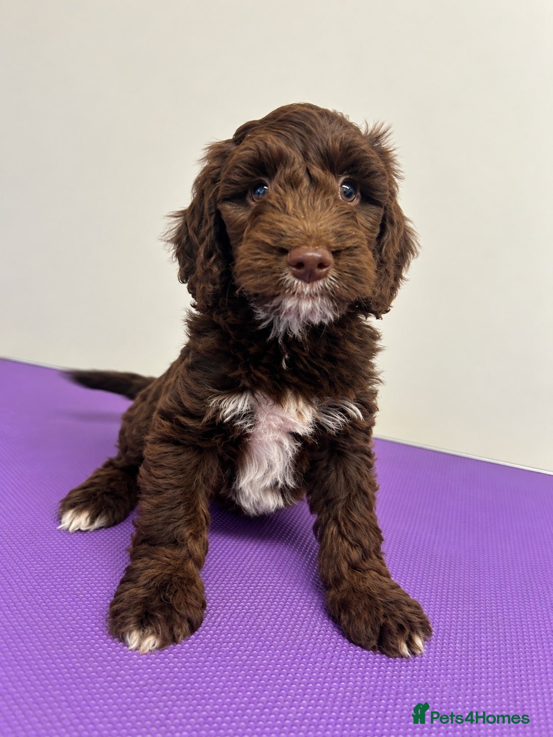 Sproodle dogs Miniature springerdoodle last chocolate boy - Advert 4